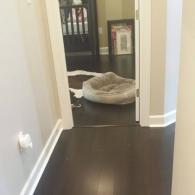 Dark brown LVT flooring installation